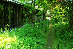 Unornamented natural garden