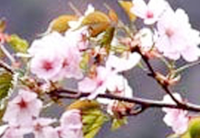 紅大山桜